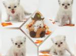 Franklin CFA Health Tested - Himalayan Kitten For Sale - FL&comma; US
