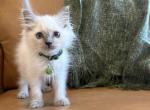 Olive Green Collar - Ragdoll Kitten For Sale - Meadville&comma; PA&comma; US