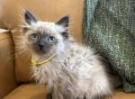Yellow collar - Ragdoll Kitten For Sale - Meadville&comma; PA&comma; US