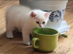 Cleopatra - Persian Kitten For Sale - Brooklyn&comma; NY&comma; US