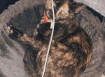 Tini - Domestic Cat For Adoption - 