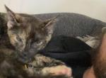 Remi - American Shorthair Cat For Adoption - Gainesville&comma; GA&comma; US