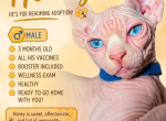 Honey - Sphynx Kitten For Sale - 