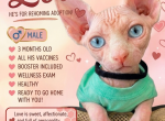 LOVE - Sphynx Kitten For Sale - 