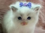 Bicolor Ragdolls - Ragdoll Kitten For Sale - Barberton&comma; OH&comma; US