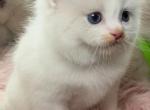 Bicolor Ragdolls - Ragdoll Kitten For Sale - 