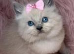 Ragdoll - Ragdoll Kitten For Sale - 