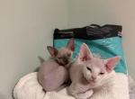 Mini - Devon Rex Kitten For Sale - 
