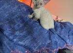 Violet - Devon Rex Kitten For Sale - Port Richey&comma; FL&comma; US