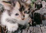 Dutchess - Domestic Kitten For Adoption - Kettle Falls&comma; WA&comma; US