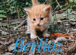 Berlioz - Domestic Kitten For Sale - Kettle Falls&comma; WA&comma; US