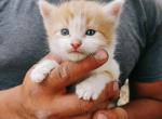 Toulouse - Domestic Kitten For Sale - 