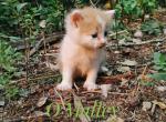 O'Malley - Domestic Kitten For Sale - 