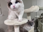 Thor and Loki - Ragdoll Cat For Sale - Dearborn Heights&comma; MI&comma; US