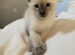 Siamese Lilac point - Siamese Kitten For Sale - Hinckley&comma; OH&comma; US