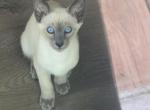 Oriental Siamese Lilac Point - Oriental Kitten For Sale - Hinckley&comma; OH&comma; US