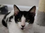 Zorro AKA The Dragon - Domestic Kitten For Adoption - Fort Pierce&comma; FL&comma; US