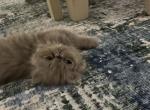 Madeline - Persian Kitten For Sale - Columbia&comma; MS&comma; US