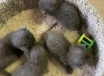 Mixed breed kittens - British Shorthair Kitten For Sale - East Earl&comma; PA&comma; US