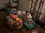 gray green eyes  Sphynx Pittsburg Cleveland - Sphynx Kitten For Sale - 
