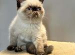Exotic seal points - Exotic Kitten For Sale - Brooklyn&comma; NY&comma; US