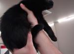 Chaos - Domestic Kitten For Adoption - Richland&comma; WA&comma; US