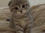 Zara - Scottish Fold Kitten For Sale - Federal Way&comma; WA&comma; US