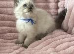 TICA Registered Blue Ribbon Male - Ragdoll Kitten For Sale - 
