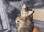 No name yet - Maine Coon Kitten For Sale - Chicago&comma; IL&comma; US