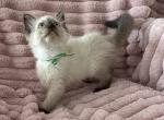 TICA Registered Green Ribbon Male - Ragdoll Kitten For Sale - PA&comma; US