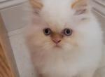 John - Himalayan Kitten For Sale - IL&comma; US