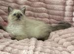 TICA Registered Pink Ribbon Female - Ragdoll Kitten For Sale - PA&comma; US