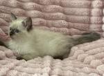 TICA Registered Pink Ribbon Female - Ragdoll Kitten For Sale - 