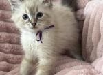 TICA Registered Purple Ribbon - Ragdoll Kitten For Sale - 