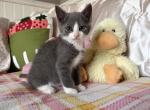 Cuties - Domestic Kitten For Sale - Olympia&comma; WA&comma; US