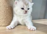 Emma - British Shorthair Kitten For Sale - 
