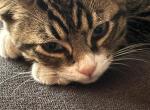 Bennie - Domestic Kitten For Adoption - Olympia&comma; WA&comma; US