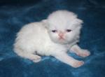 CFA White Male Persian Kitten grey collar - Persian Kitten For Sale - Stanton&comma; MO&comma; US