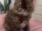 Tortie Female - Persian Kitten For Sale - Lake Mary&comma; FL&comma; US