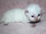 White Male Persian Kitten Bisquit - Persian Kitten For Sale - Stanton&comma; MO&comma; US