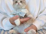Bear - Selkirk Rex Kitten For Sale - Fontana&comma; CA&comma; US