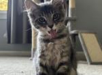 Mochi - Siberian Kitten For Sale - Hingham&comma; MA&comma; US