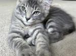 Mochi - Siamese Kitten For Sale - Hingham&comma; MA&comma; US