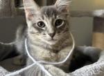 Bee - Siberian Kitten For Sale - 