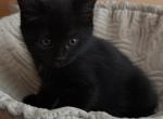 Mini - Domestic Kitten For Sale - Philadelphia&comma; PA&comma; US