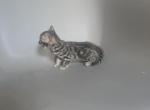 Sultan - Bengal Kitten For Adoption - West Covina&comma; CA&comma; US