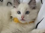 TICA Blue Bicolor Boy Brooks - Ragdoll Kitten For Sale - Mt Morris&comma; IL&comma; US