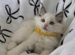 TICA Blue Bicolor Boy Brooks - Ragdoll Kitten For Sale - Mt Morris&comma; IL&comma; US