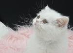 Exotic shorthair fenale - Exotic Kitten For Sale - Palm Coast&comma; FL&comma; US