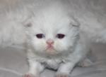 White Female Persian Kitten Cookie - Persian Kitten For Sale - Stanton&comma; MO&comma; US